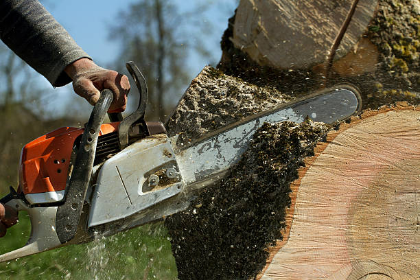 Best Tree Removal  in USA